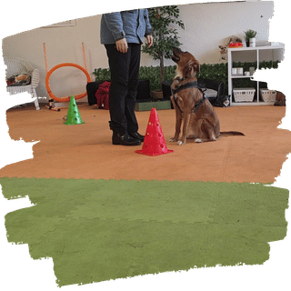 Hund sitzt vor seiner Trainerin auf dem Trainingsplatz, daneben Pylonen und ein Agility-Reifen